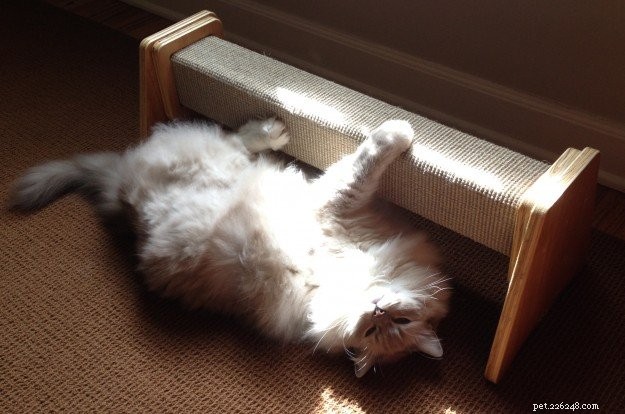 The Ultimate Guide to the Best Cat Scratching Posts for Healthy Cats
