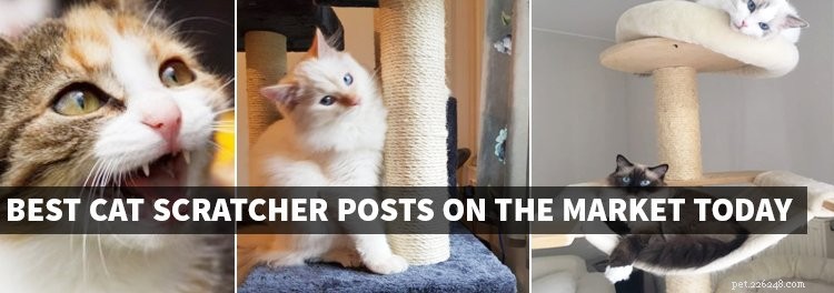 The Ultimate Guide to the Best Cat Scratching Posts for Healthy Cats