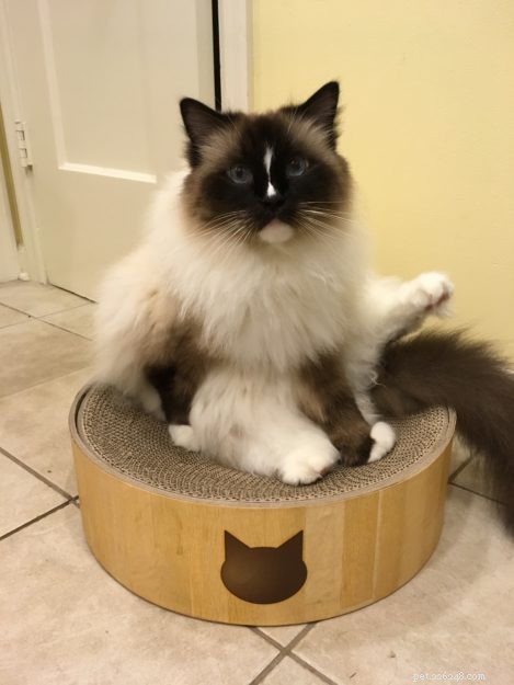 The Ultimate Guide to the Best Cat Scratching Posts for Healthy Cats