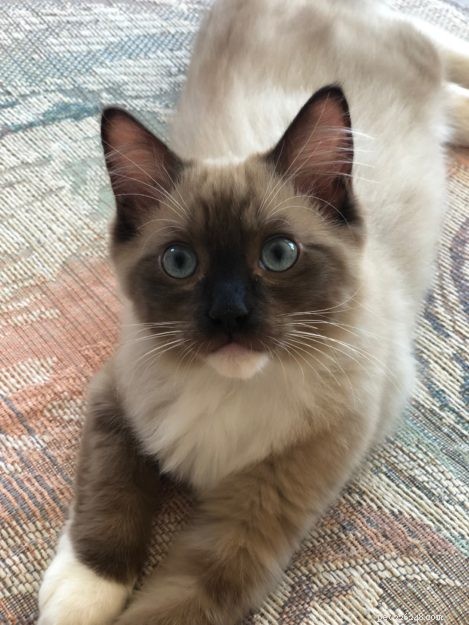 Meet Jakku: The Charming Ragdoll Kitten of the Month