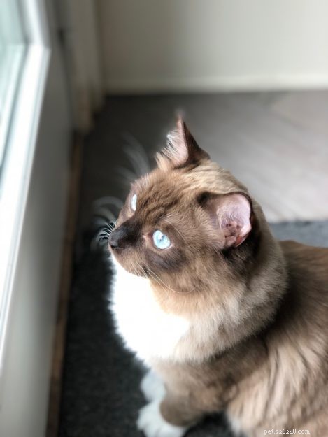 Meet Jakku: The Charming Ragdoll Kitten of the Month
