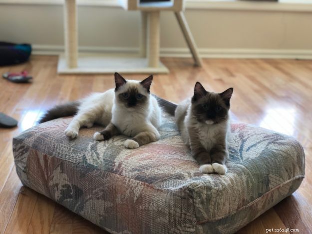 Meet Jakku: The Charming Ragdoll Kitten of the Month