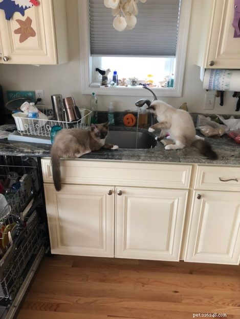 Meet Jakku: The Charming Ragdoll Kitten of the Month