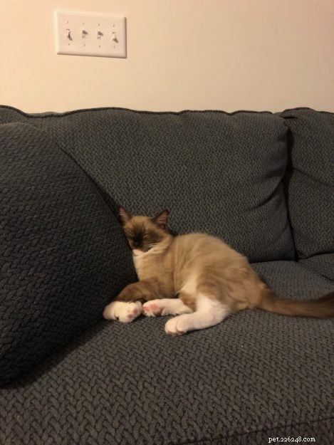 Meet Jakku: The Charming Ragdoll Kitten of the Month
