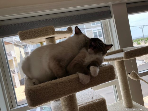 Meet Jakku: The Charming Ragdoll Kitten of the Month