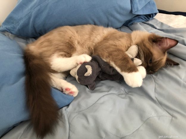 Meet Jakku: The Charming Ragdoll Kitten of the Month