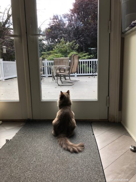 Meet Jakku: The Charming Ragdoll Kitten of the Month