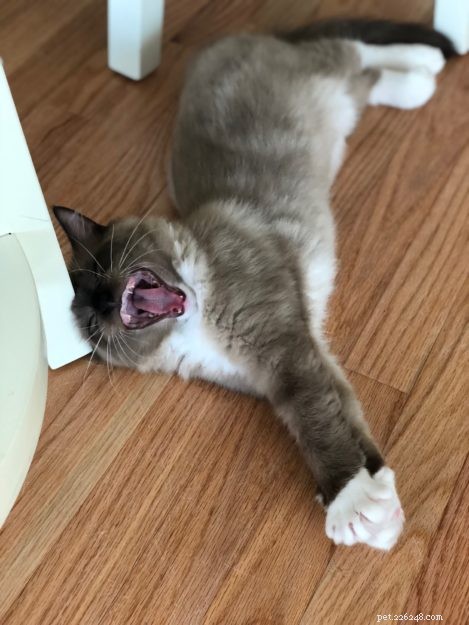 Meet Jakku: The Charming Ragdoll Kitten of the Month