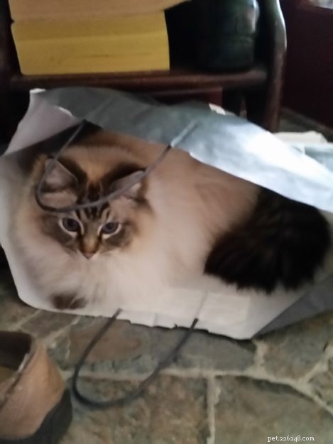 Summer & Nygella: Spotlight on Two Ragdoll Cats from Drouin Dolls