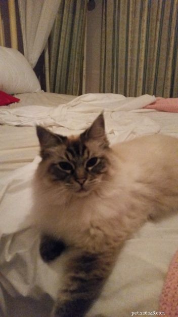 Summer & Nygella: Spotlight on Two Ragdoll Cats from Drouin Dolls