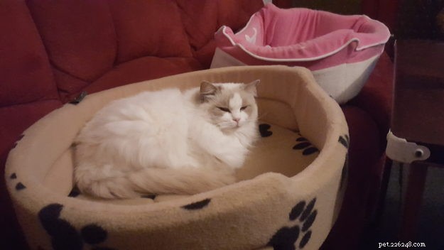 Summer & Nygella: Spotlight on Two Ragdoll Cats from Drouin Dolls