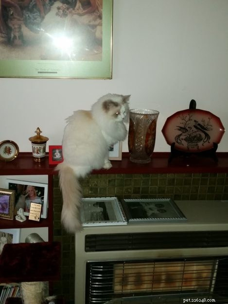 Summer & Nygella: Spotlight on Two Ragdoll Cats from Drouin Dolls