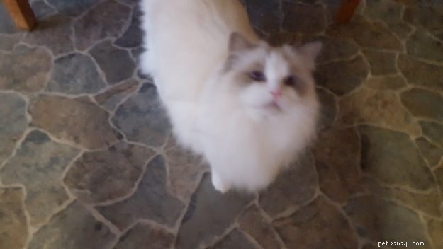 Summer & Nygella: Spotlight on Two Ragdoll Cats from Drouin Dolls