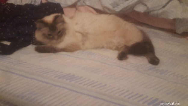 Summer & Nygella: Spotlight on Two Ragdoll Cats from Drouin Dolls