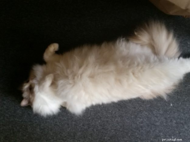 Summer & Nygella: Spotlight on Two Ragdoll Cats from Drouin Dolls