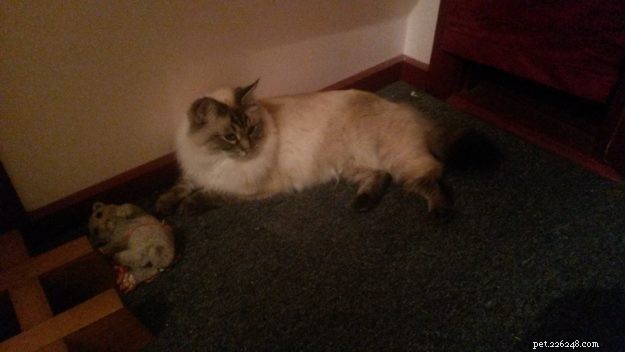 Summer & Nygella: Spotlight on Two Ragdoll Cats from Drouin Dolls