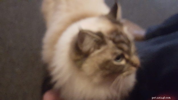 Summer & Nygella: Spotlight on Two Ragdoll Cats from Drouin Dolls