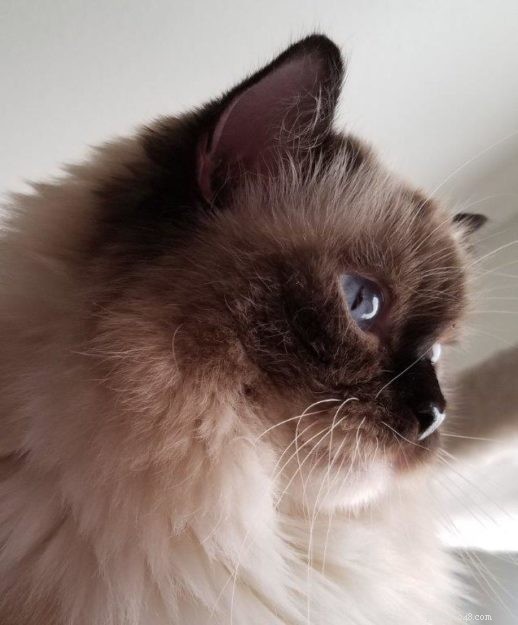 Joy: Ragdoll Cat Highlight of the Week