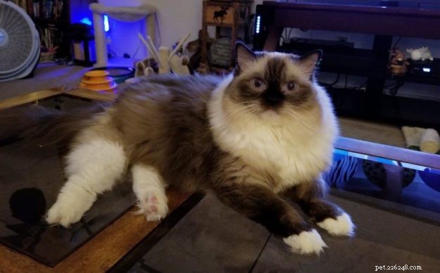 Joy: Ragdoll Cat Highlight of the Week