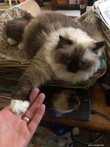 Joy: Ragdoll Cat Highlight of the Week