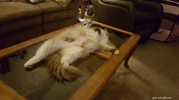 Joy: Ragdoll Cat Highlight of the Week