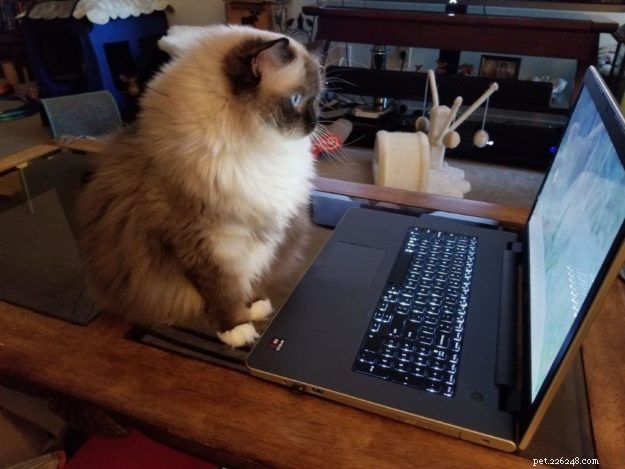 Joy: Ragdoll Cat Highlight of the Week