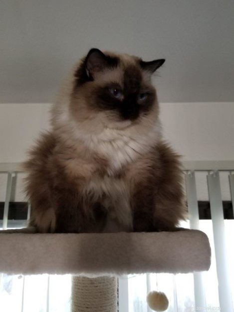 Joy: Ragdoll Cat Highlight of the Week