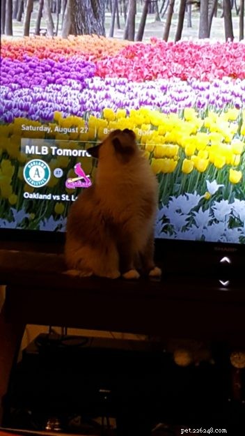 Joy: Ragdoll Cat Highlight of the Week
