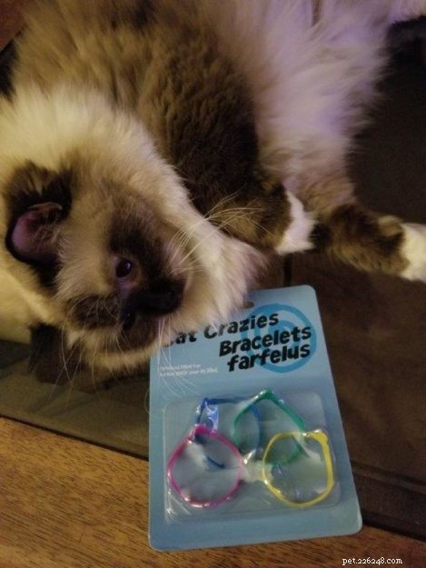 Joy: Ragdoll Cat Highlight of the Week
