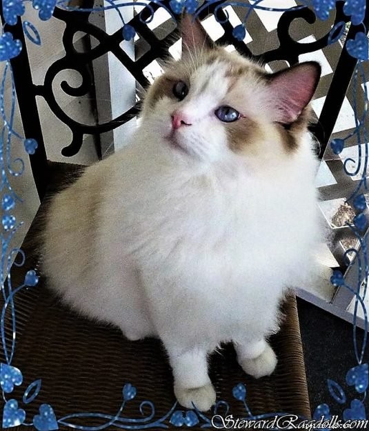 Explore the Stunning Color Palette of Ragdoll Cats