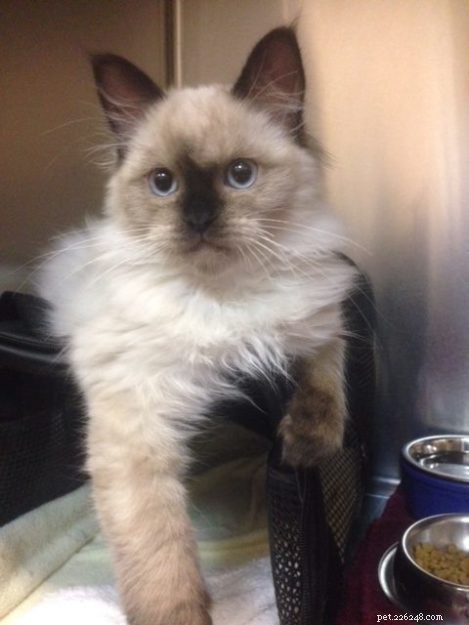 Norman the Floppy Cat: A Heartwarming Rescue Story