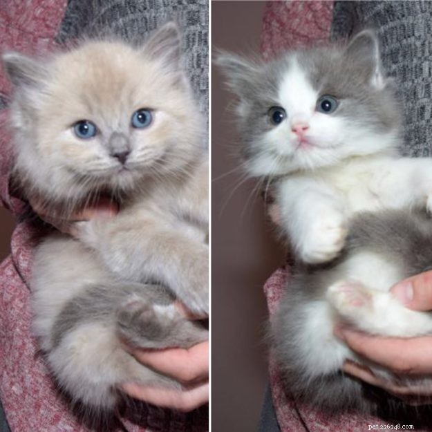 Sidney & Linus: Meet the Ragdoll Brothers Featured on Ragdolls of the Week