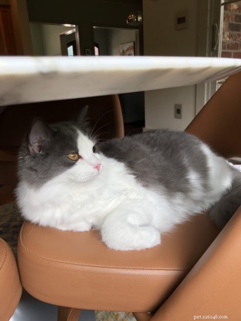 Sidney & Linus: Meet the Ragdoll Brothers Featured on Ragdolls of the Week