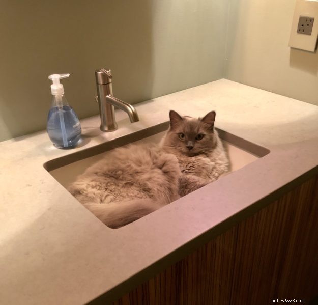 Sidney & Linus: Meet the Ragdoll Brothers Featured on Ragdolls of the Week