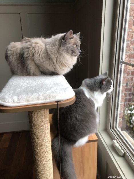Sidney & Linus: Meet the Ragdoll Brothers Featured on Ragdolls of the Week