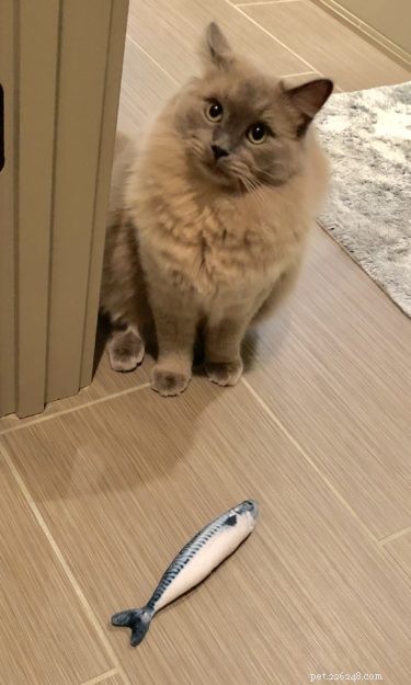 Sidney & Linus: Meet the Ragdoll Brothers Featured on Ragdolls of the Week