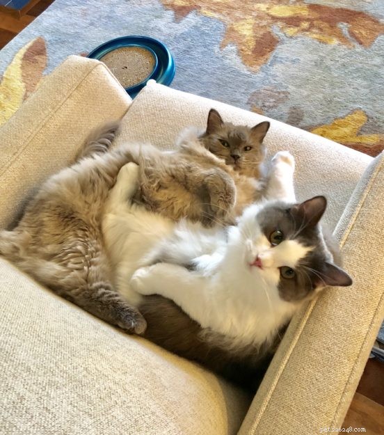 Sidney & Linus: Meet the Ragdoll Brothers Featured on Ragdolls of the Week