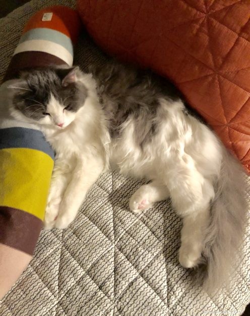 Sidney & Linus: Meet the Ragdoll Brothers Featured on Ragdolls of the Week
