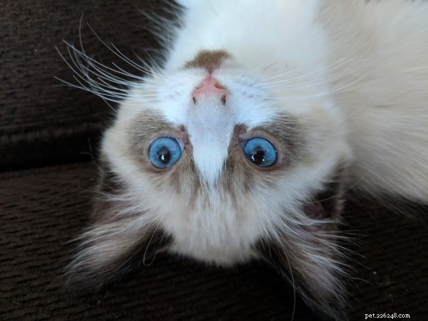 Coconut – Welcoming Our New Ragdoll Kitten