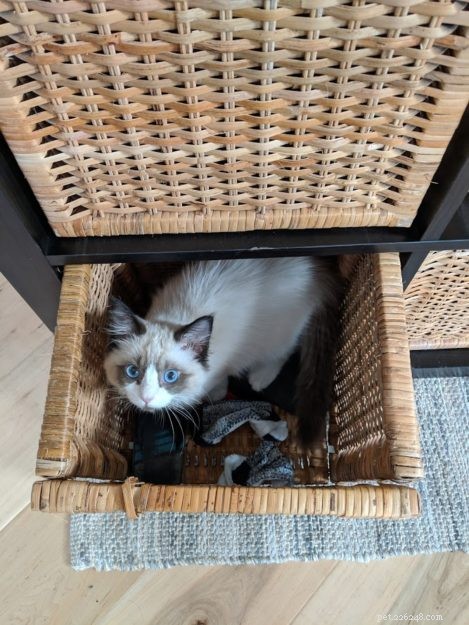 Coconut – Welcoming Our New Ragdoll Kitten