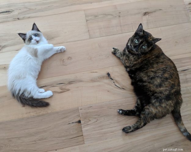 Coconut – Welcoming Our New Ragdoll Kitten
