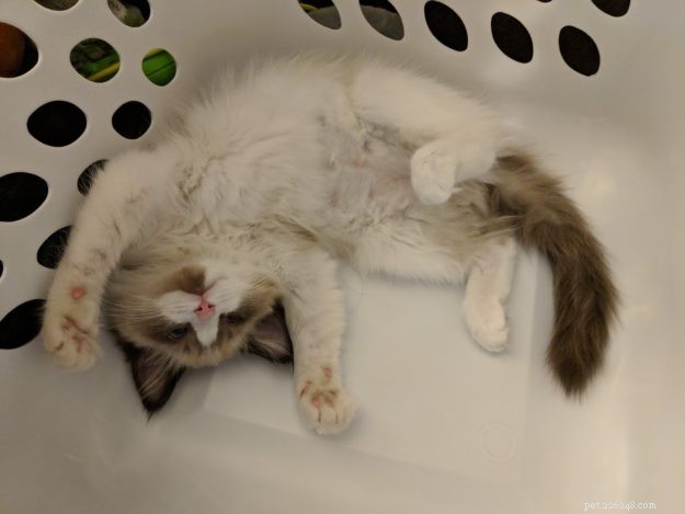 Coconut – Welcoming Our New Ragdoll Kitten