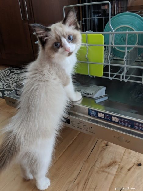Coconut – Welcoming Our New Ragdoll Kitten