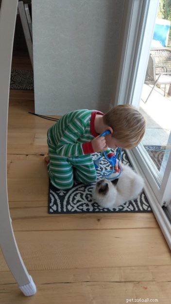 Coconut – Welcoming Our New Ragdoll Kitten