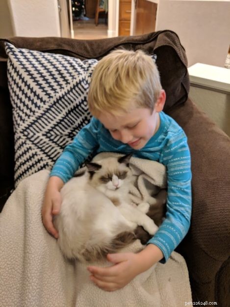 Coconut – Welcoming Our New Ragdoll Kitten