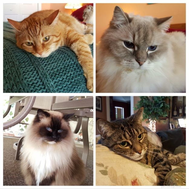 Bobbie & DiMaggio: How Ragdoll Cats Changed Our Family