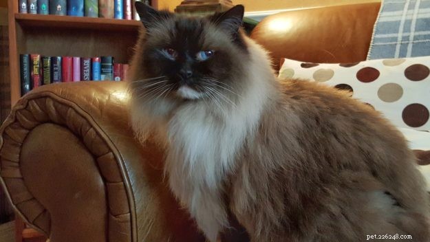 Bobbie & DiMaggio: How Ragdoll Cats Changed Our Family