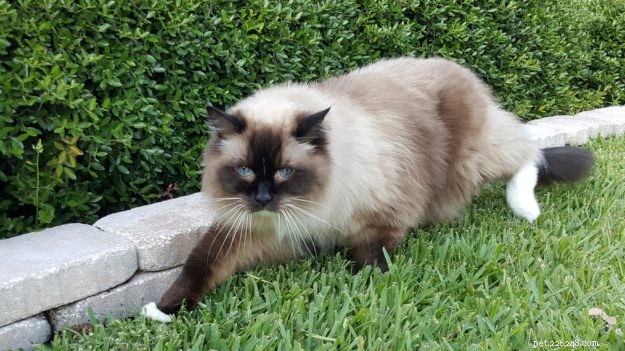 Bobbie & DiMaggio: How Ragdoll Cats Changed Our Family