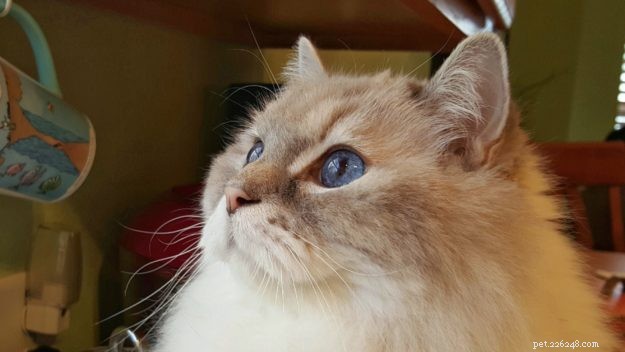 Bobbie & DiMaggio: How Ragdoll Cats Changed Our Family
