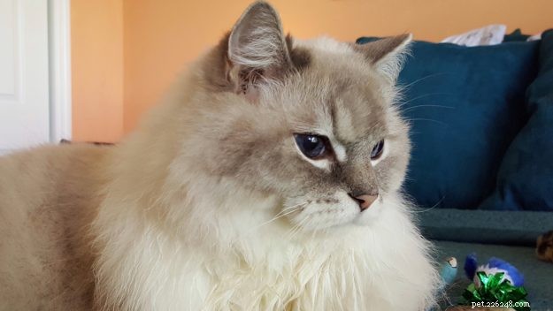 Bobbie & DiMaggio: How Ragdoll Cats Changed Our Family